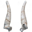 The first discovery of Hypsodontus (Artiodactyla, ...