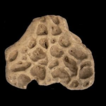 Re-evaluation of historic putative caimanine ...