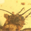 A new weird cricket (Orthoptera, Gryllidea) ...